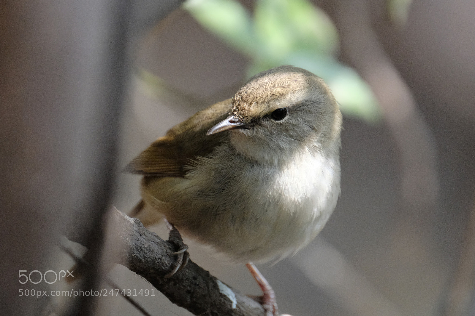 Fujifilm X-T2 sample photo. Portrait of japanese nightingale photography