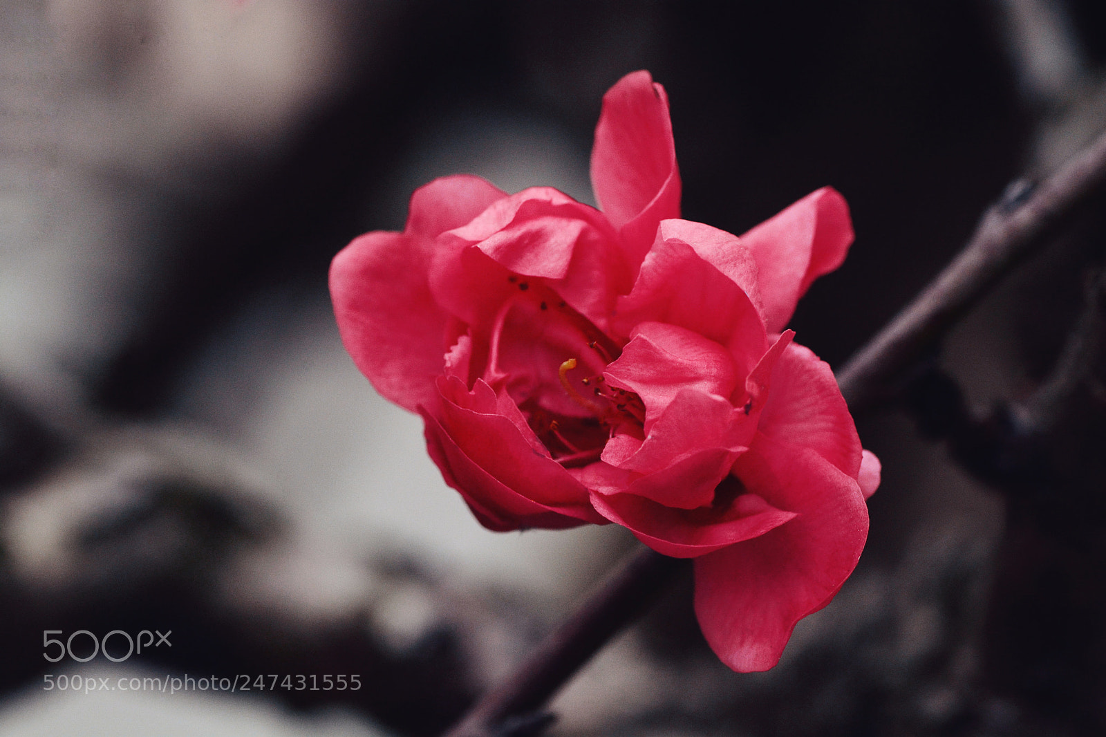 Nikon D7100 sample photo. Untitled photography