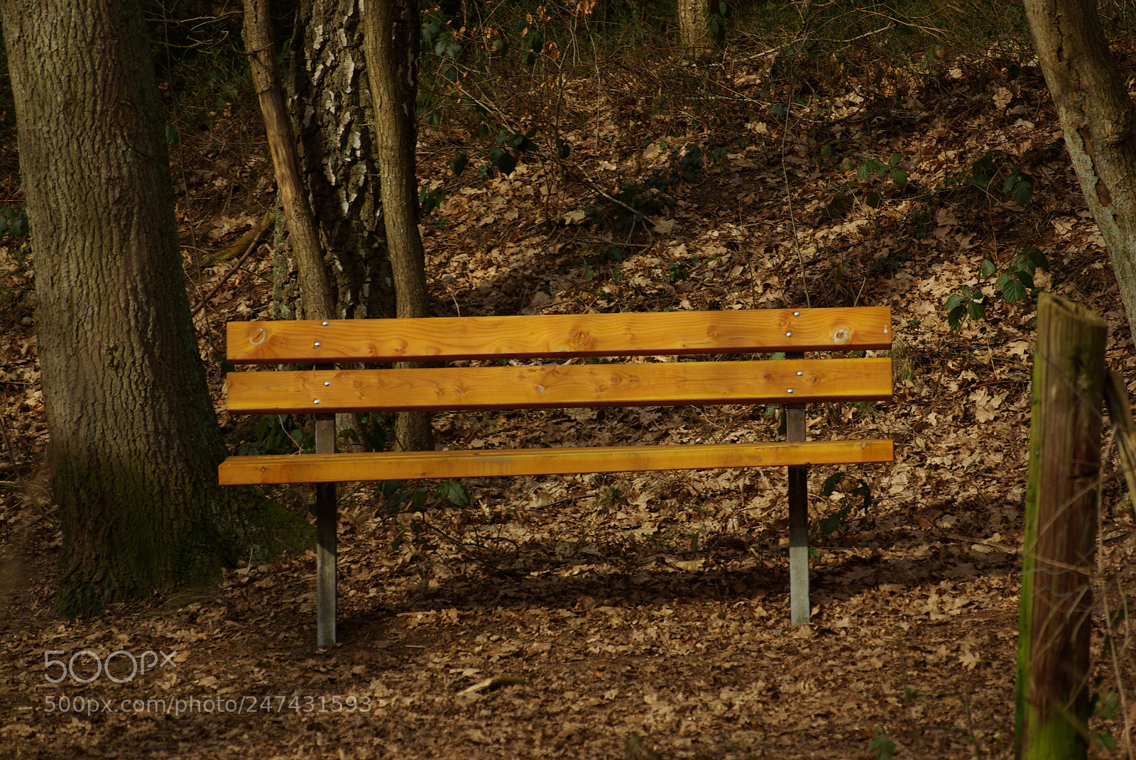 Pentax K10D sample photo. Forest bench photography