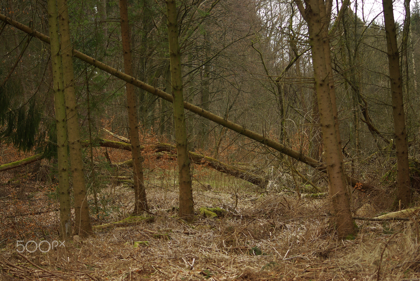 Pentax K10D + Sigma 70-300mm F4-5.6 Macro sample photo. Overturn fallen trees photography