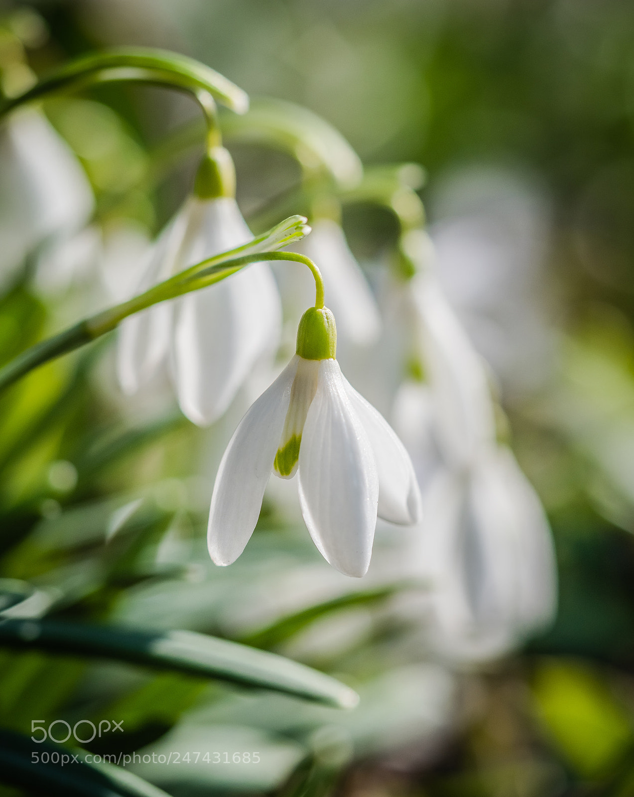 Olympus OM-D E-M1 Mark II sample photo. Hermannshof 2018 #1 photography