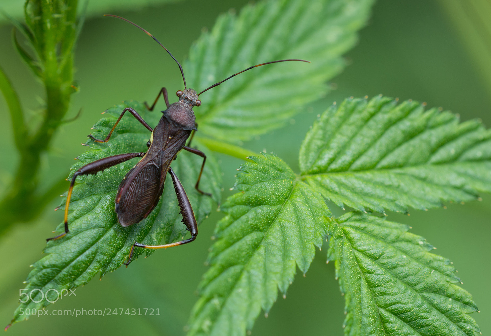 Nikon D7100 sample photo. Soldier beetle photography