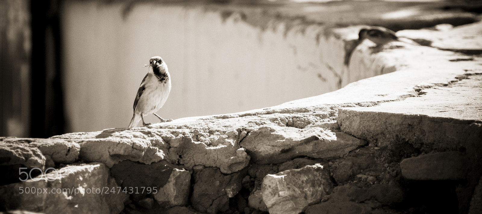 Nikon D3000 sample photo. Sing with me photography