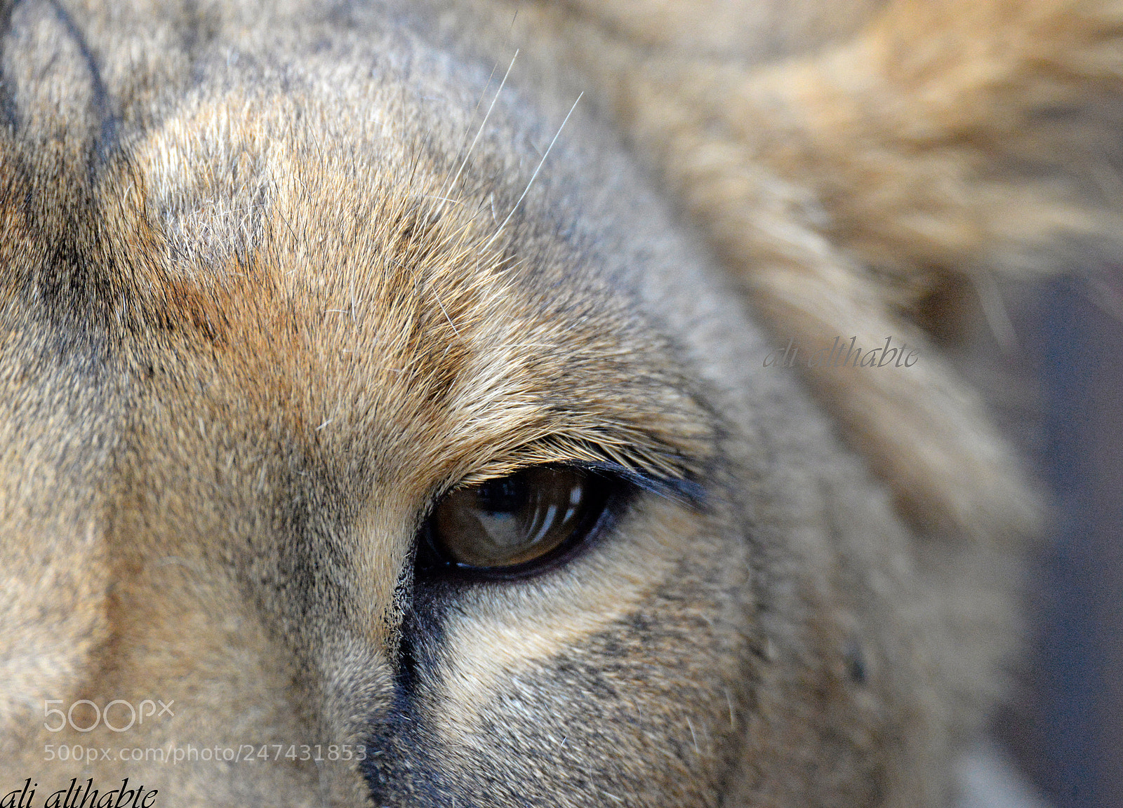 Nikon D610 sample photo. Lioness eye photography