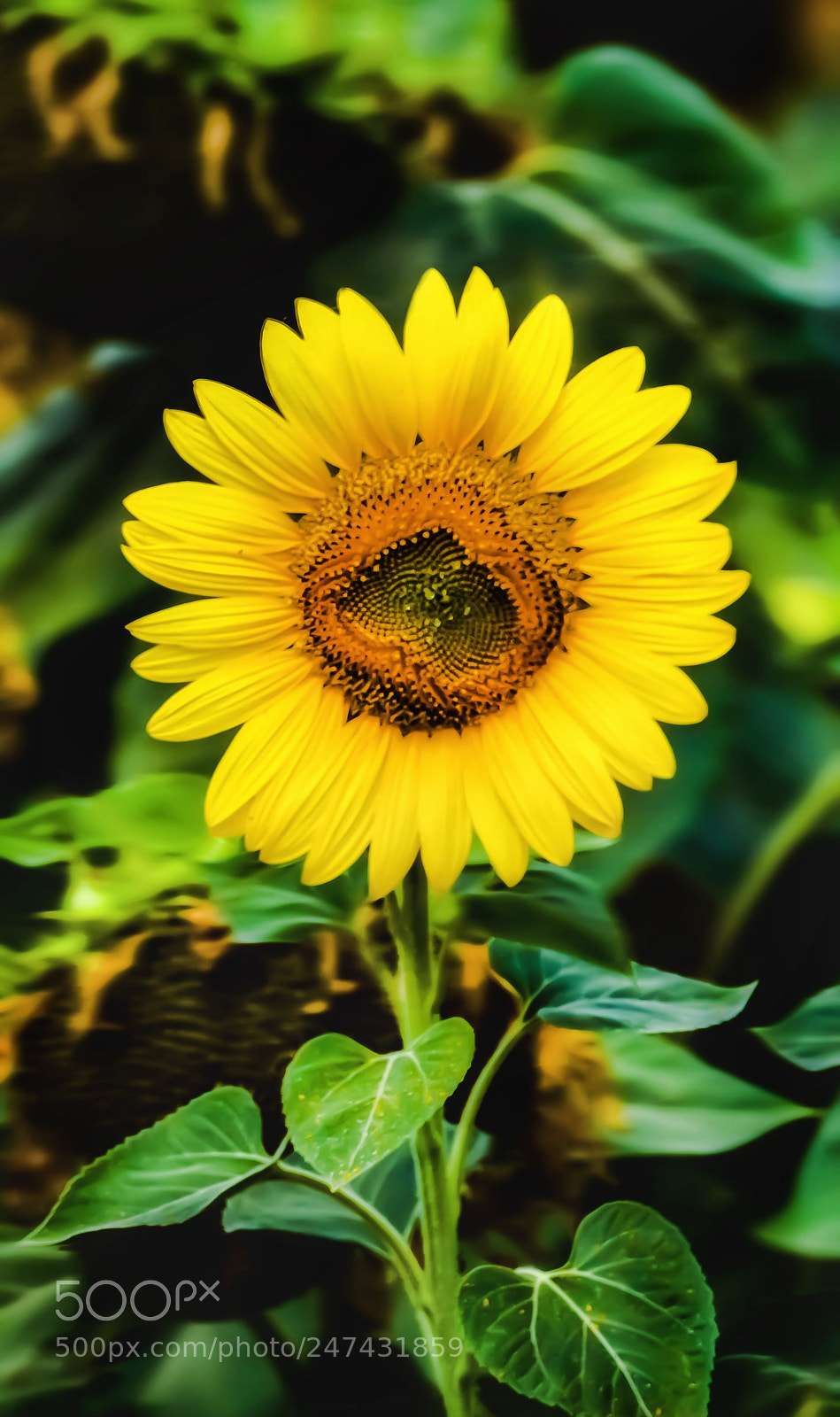 Nikon D3200 sample photo. Sunflower photography
