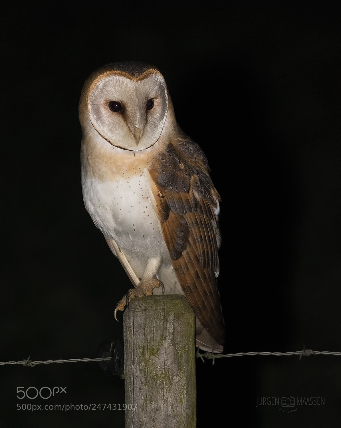 Canon EOS 7D Mark II sample photo. Barn owl. photography