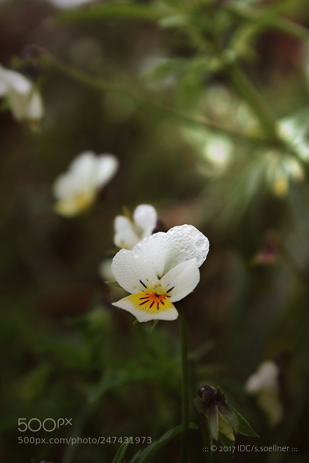 Canon EOS 1100D (EOS Rebel T3 / EOS Kiss X50) sample photo. ... little wild wet pansy ... ... photography