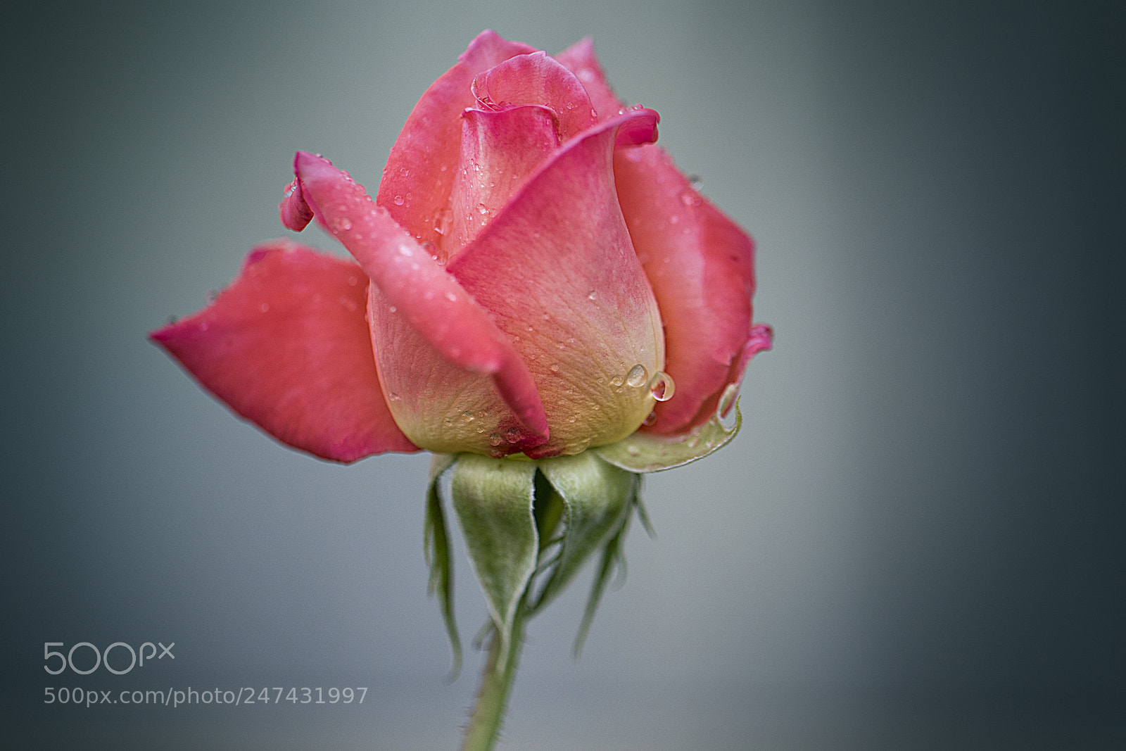 Canon EOS 7D Mark II sample photo. Beautiful rose photography
