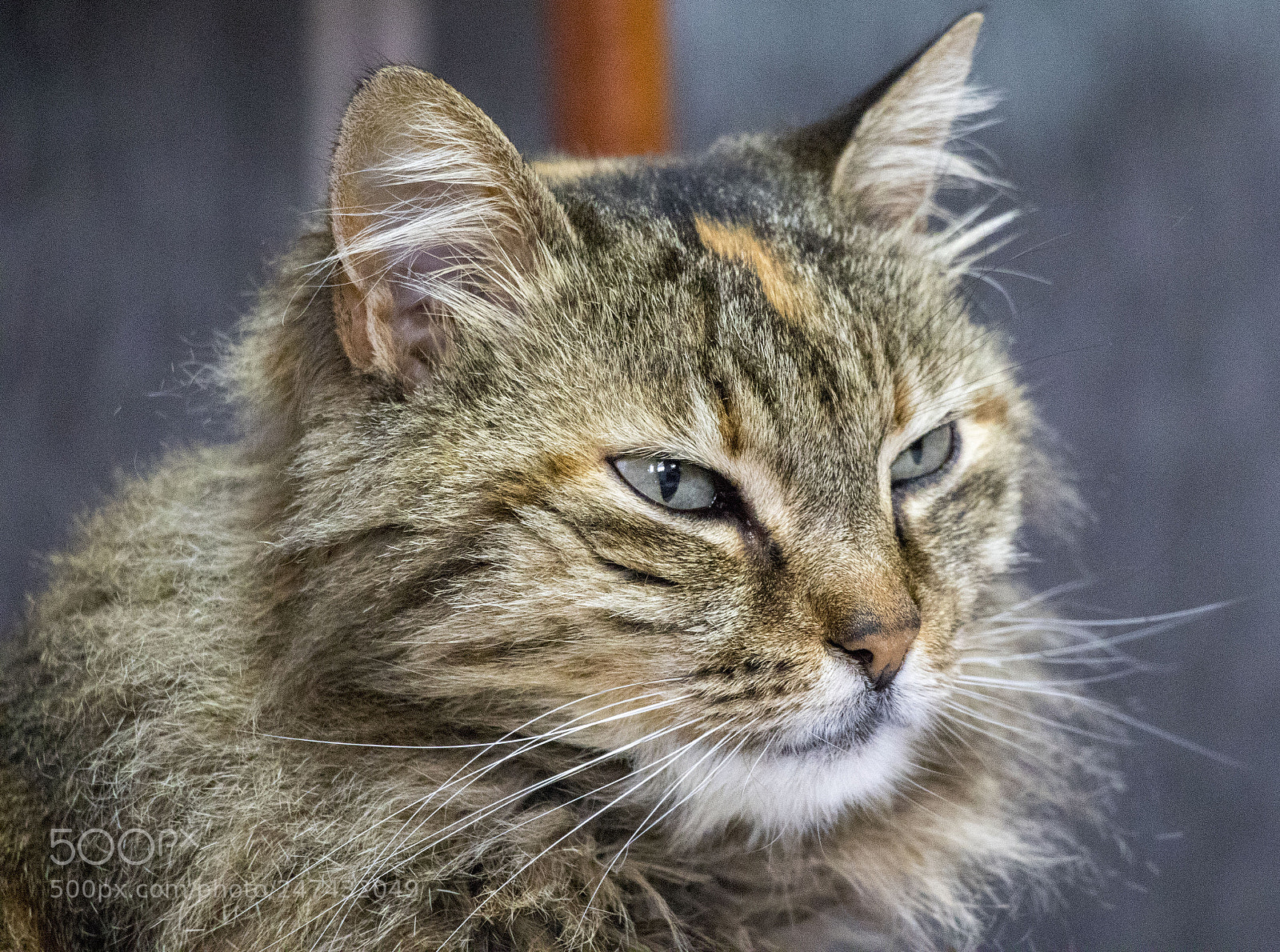 Canon EOS 77D (EOS 9000D / EOS 770D) sample photo. Home cats photography