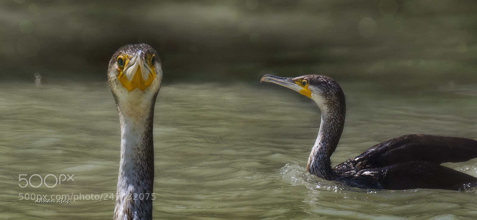 Nikon D5 sample photo. Karabatak - great cormorant photography