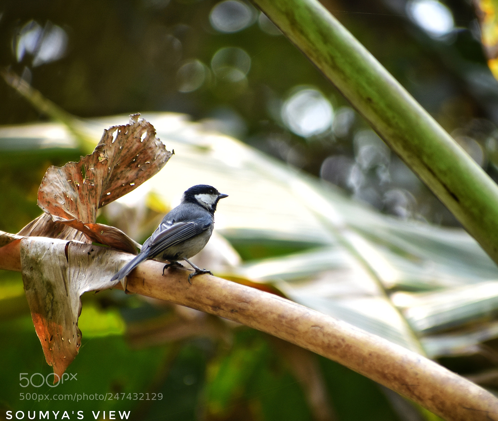Nikon D7200 sample photo. A tit affair photography