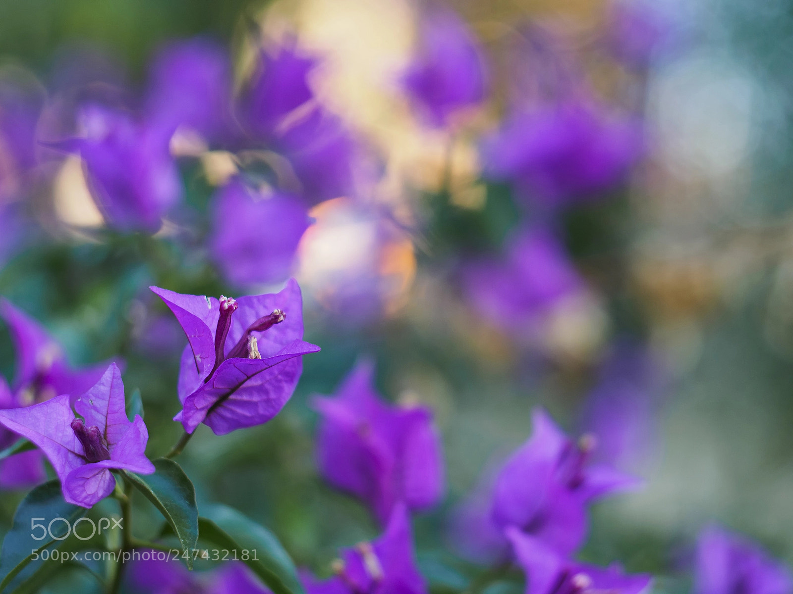 Olympus PEN-F sample photo. Helios 44m-4 bokeh photography