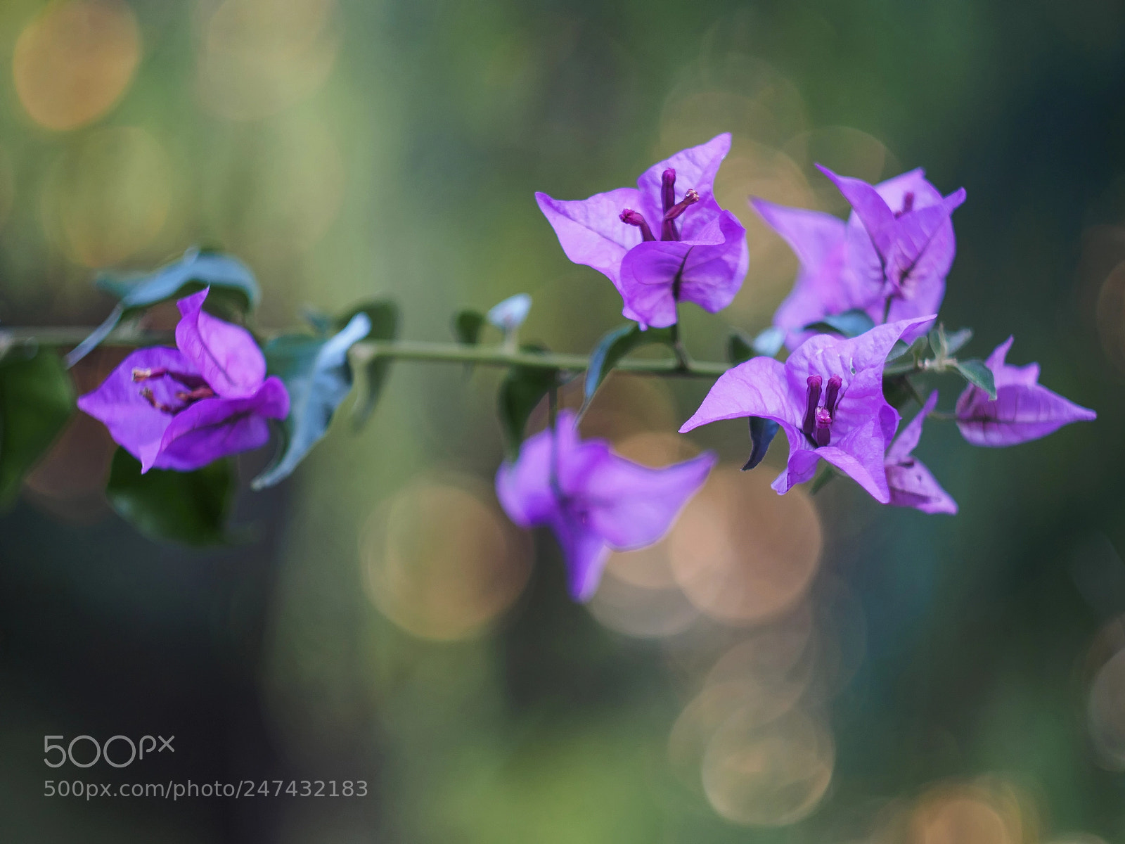 Olympus PEN-F sample photo. Helios 44m-4 bokeh photography