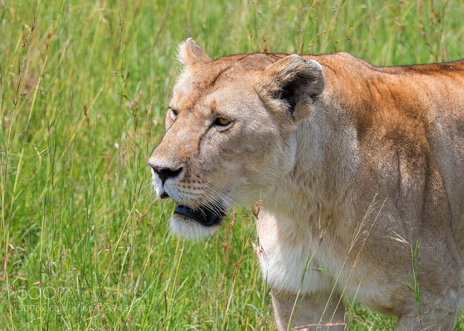 Nikon D500 sample photo. Lioness portrait photography