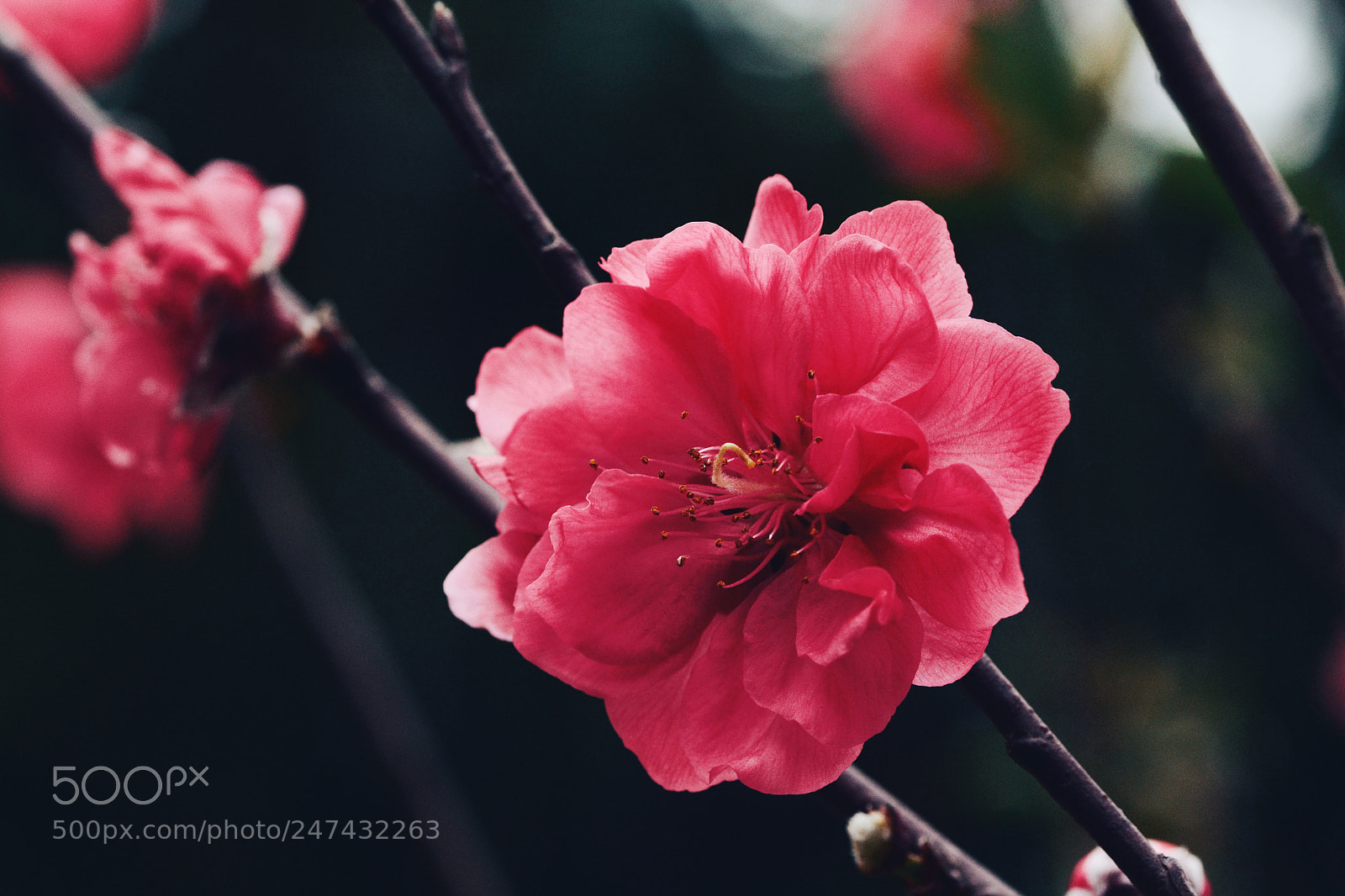 Nikon D7100 sample photo. Untitled photography