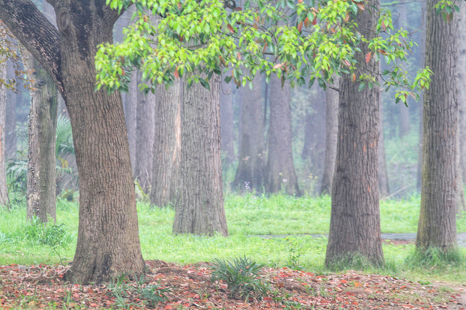 Canon EOS 7D sample photo. New green photography