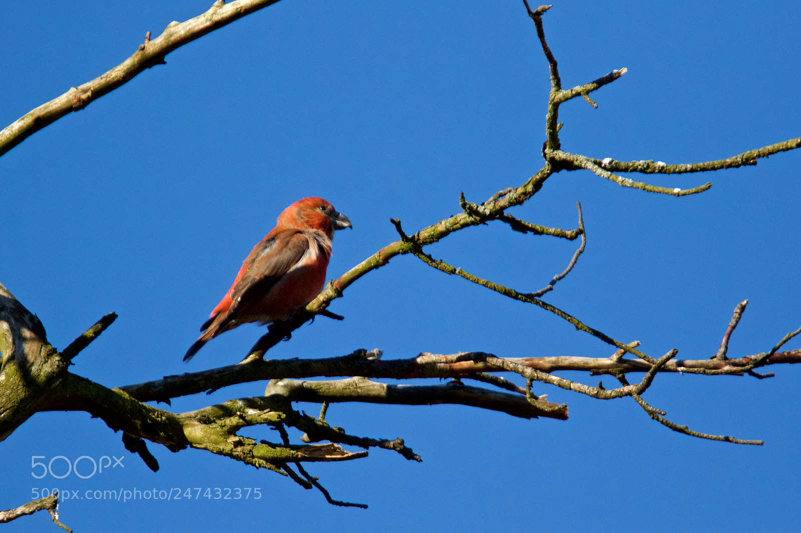 Canon EOS 7D Mark II sample photo. Parrot crossbill - grote photography