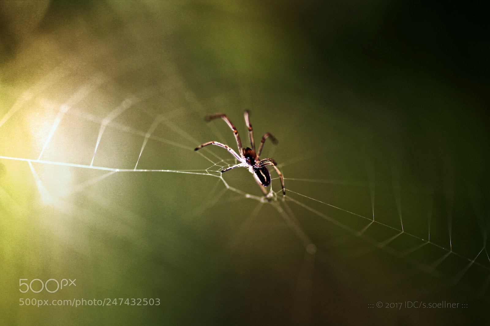 Canon EOS 1100D (EOS Rebel T3 / EOS Kiss X50) sample photo. When a spider photography