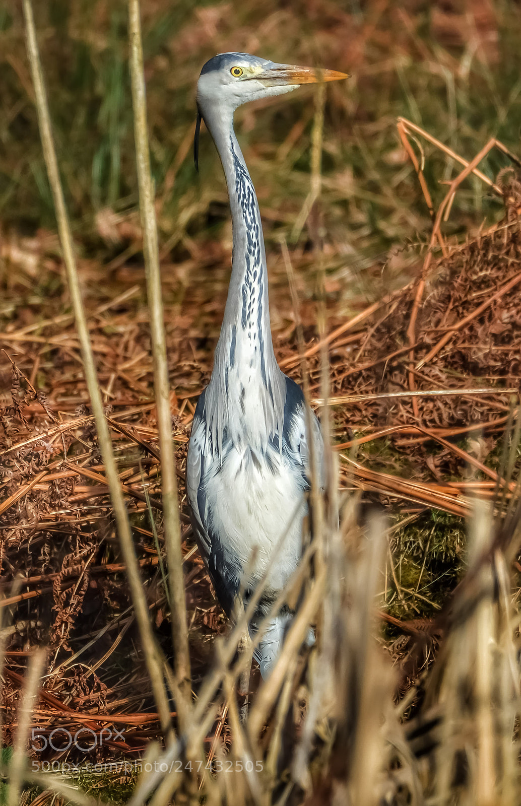 Nikon D3200 sample photo. Heron photography