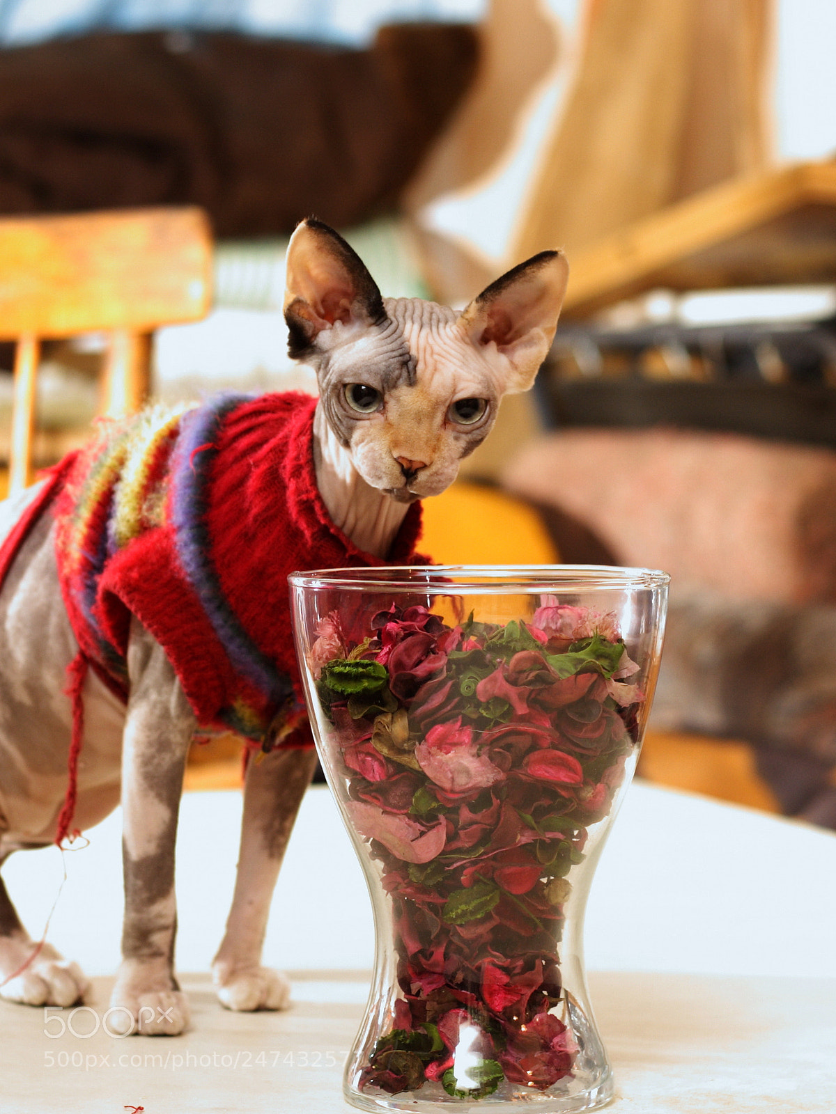 Canon EOS 350D (EOS Digital Rebel XT / EOS Kiss Digital N) sample photo. Sphinx-cat photography