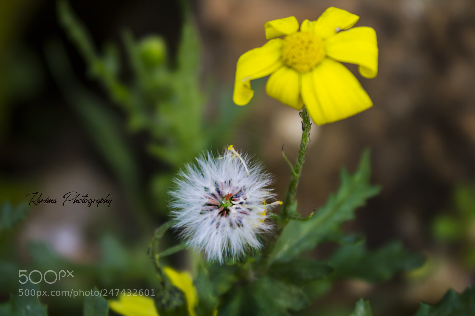 Canon EOS 700D (EOS Rebel T5i / EOS Kiss X7i) sample photo. Wish flower photography