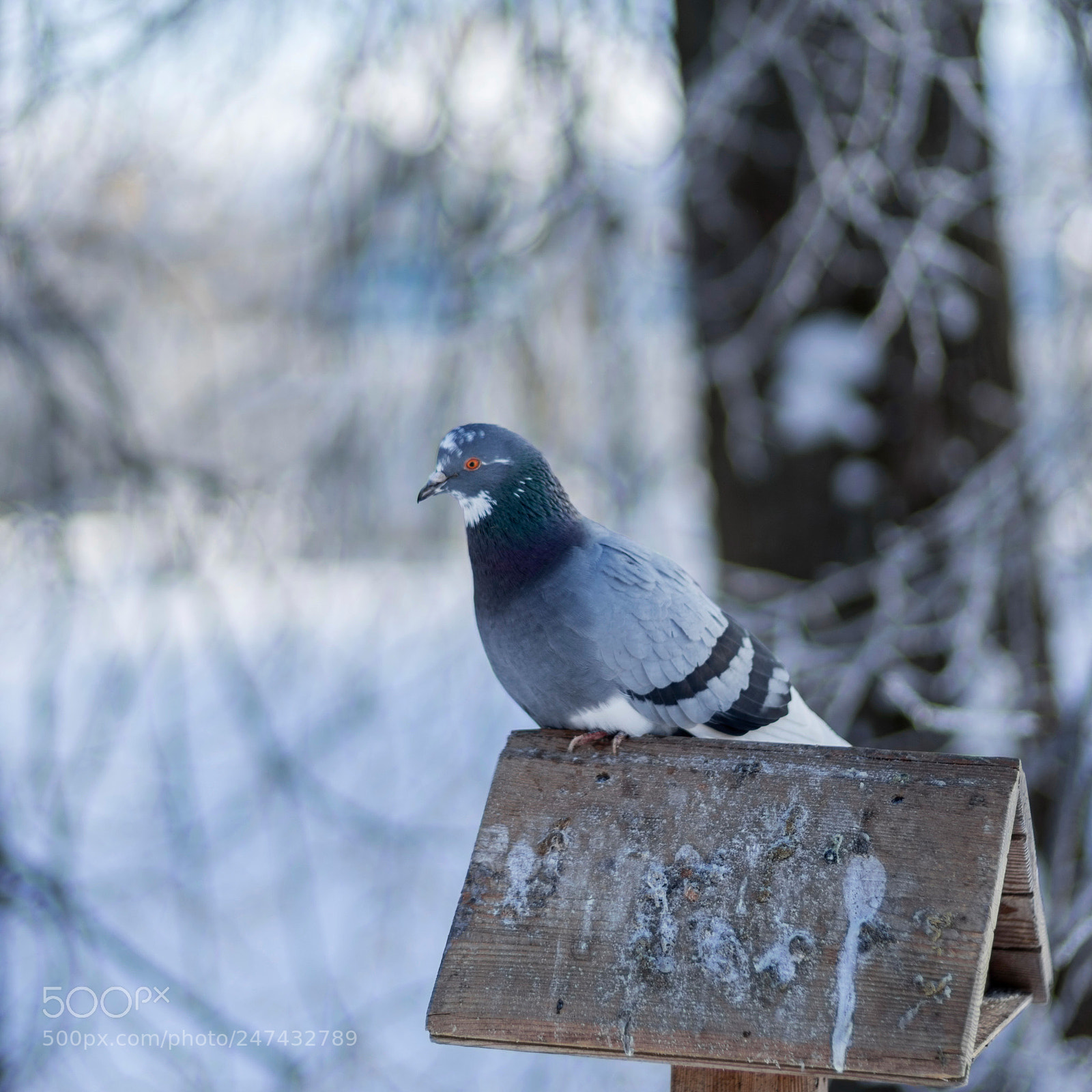 Sony a7 II sample photo. *** photography