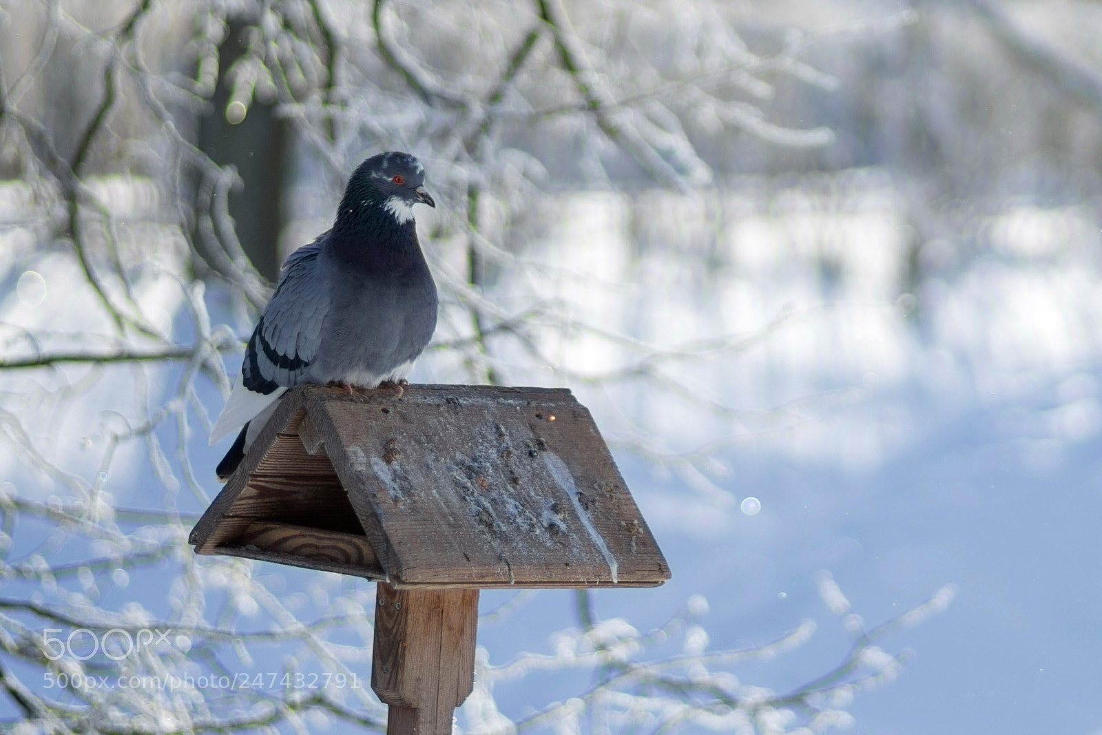 Sony a7 II sample photo. *** photography