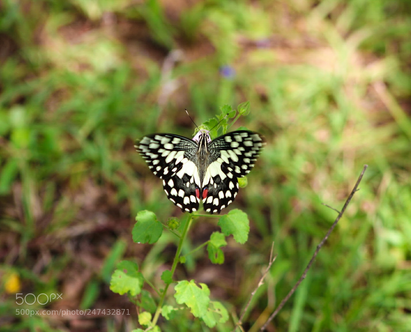Canon EOS 1300D (EOS Rebel T6 / EOS Kiss X80) sample photo. Butterfly photography