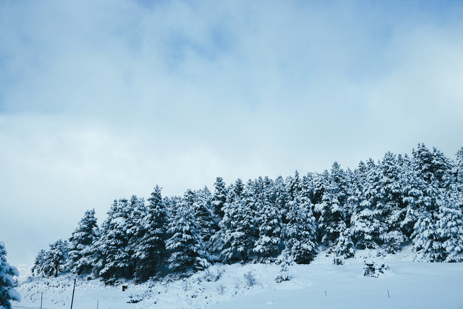 Canon EOS 750D (EOS Rebel T6i / EOS Kiss X8i) sample photo. Snowy trees photography