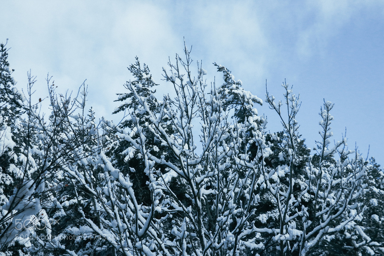 Canon EOS 750D (EOS Rebel T6i / EOS Kiss X8i) sample photo. Snowy trees photography