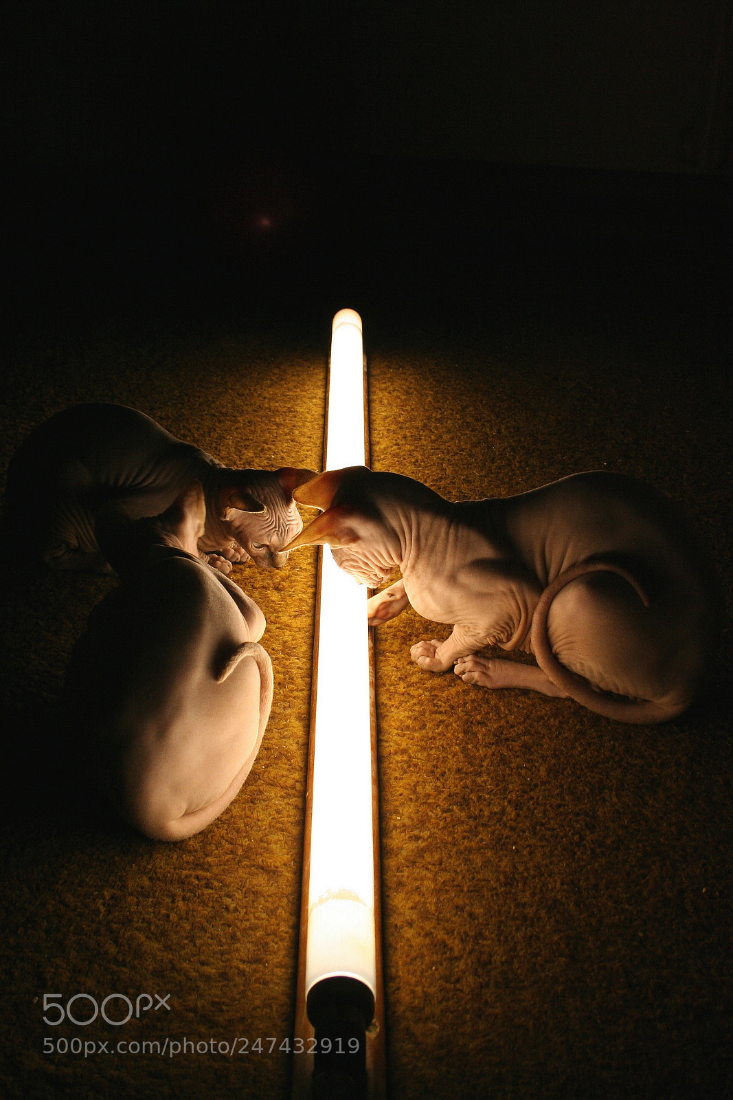 Canon EOS 350D (EOS Digital Rebel XT / EOS Kiss Digital N) sample photo. Cats-sphinxes and lamp photography