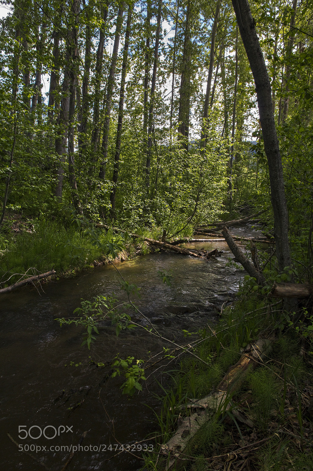 Canon EOS 550D (EOS Rebel T2i / EOS Kiss X4) sample photo. Roadside stream photography