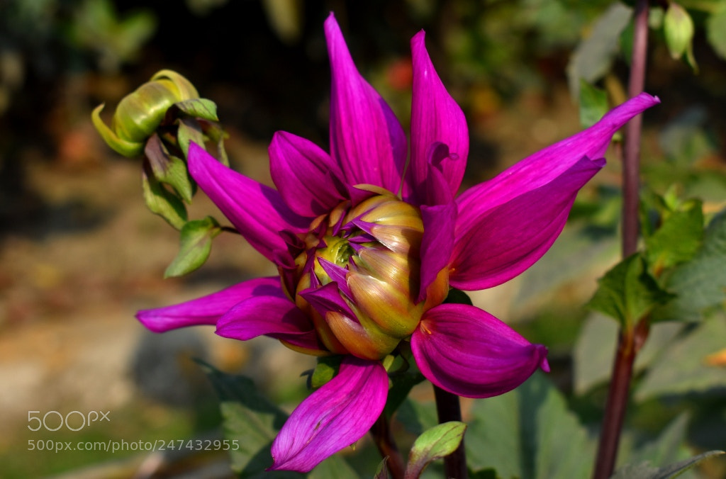 Nikon D3400 sample photo. Face of a flower photography