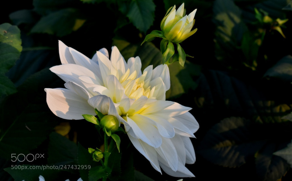 Nikon D3400 sample photo. Bright & dark photography
