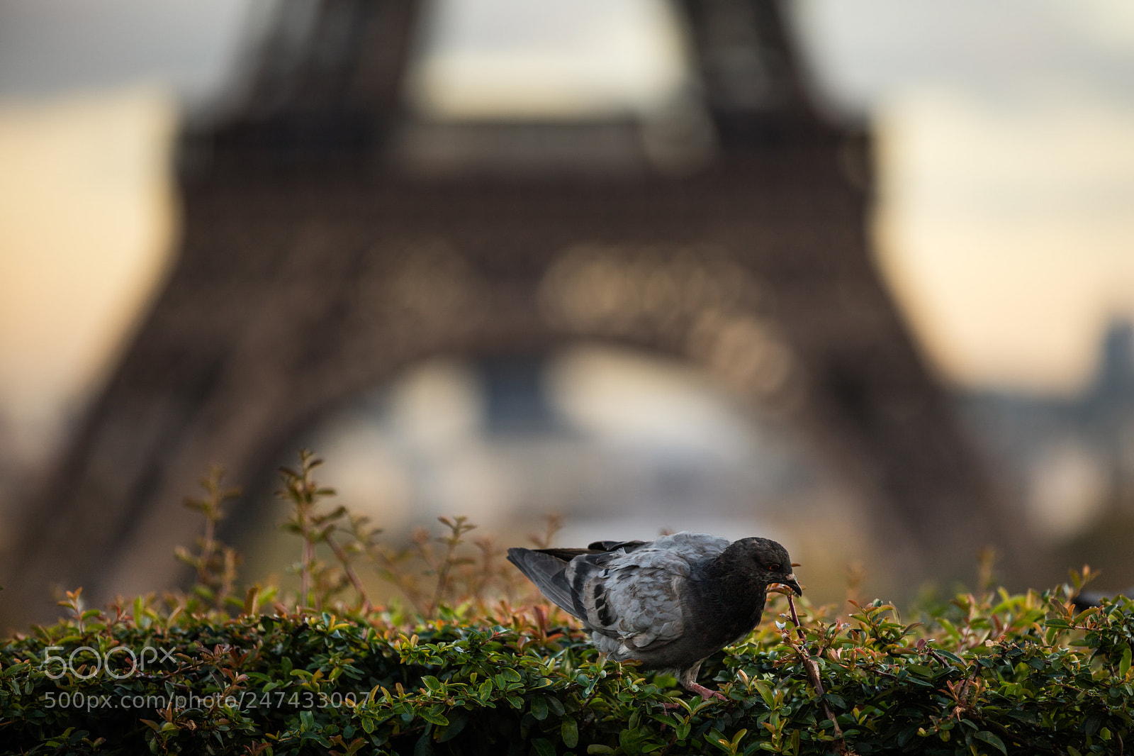 Canon EOS 5DS R sample photo. Solitude photography