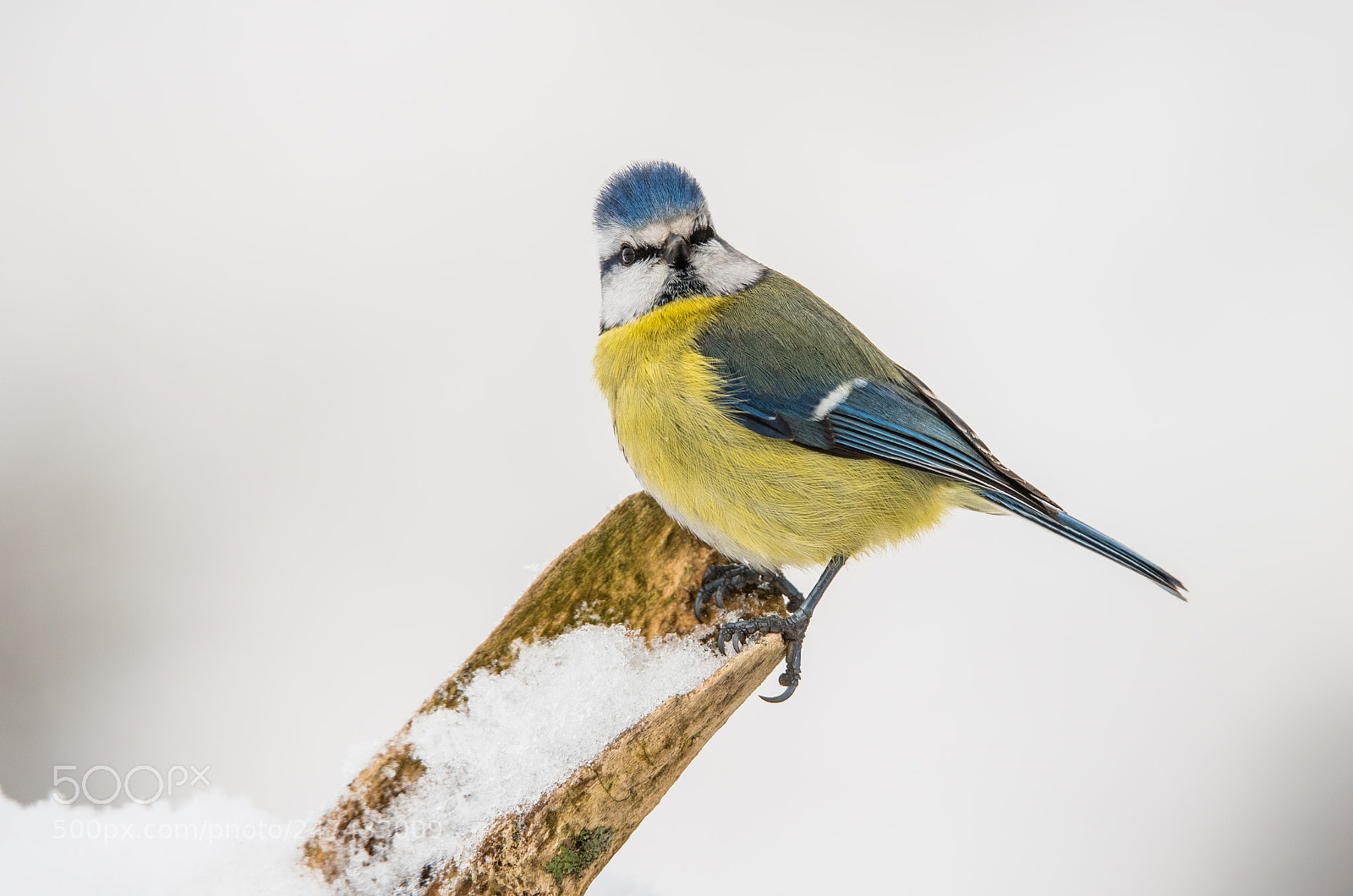 Nikon D810 sample photo. Nieve photography