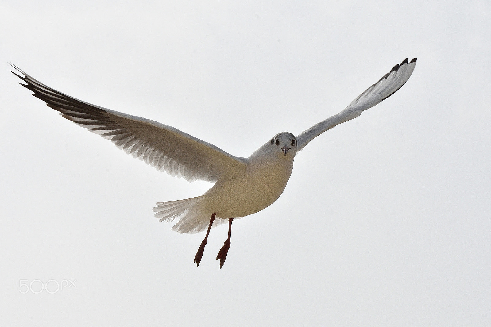 Nikon D7200 sample photo. Mouette photography