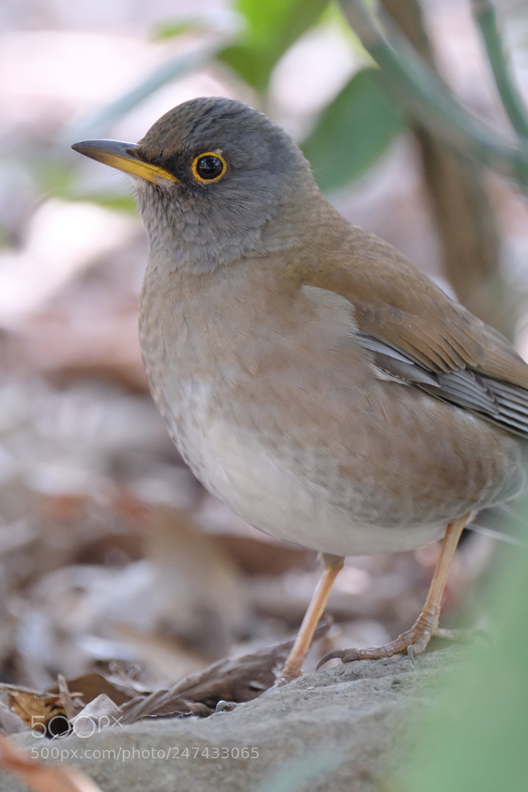 Fujifilm X-T2 sample photo. Portrait of pale thrush photography