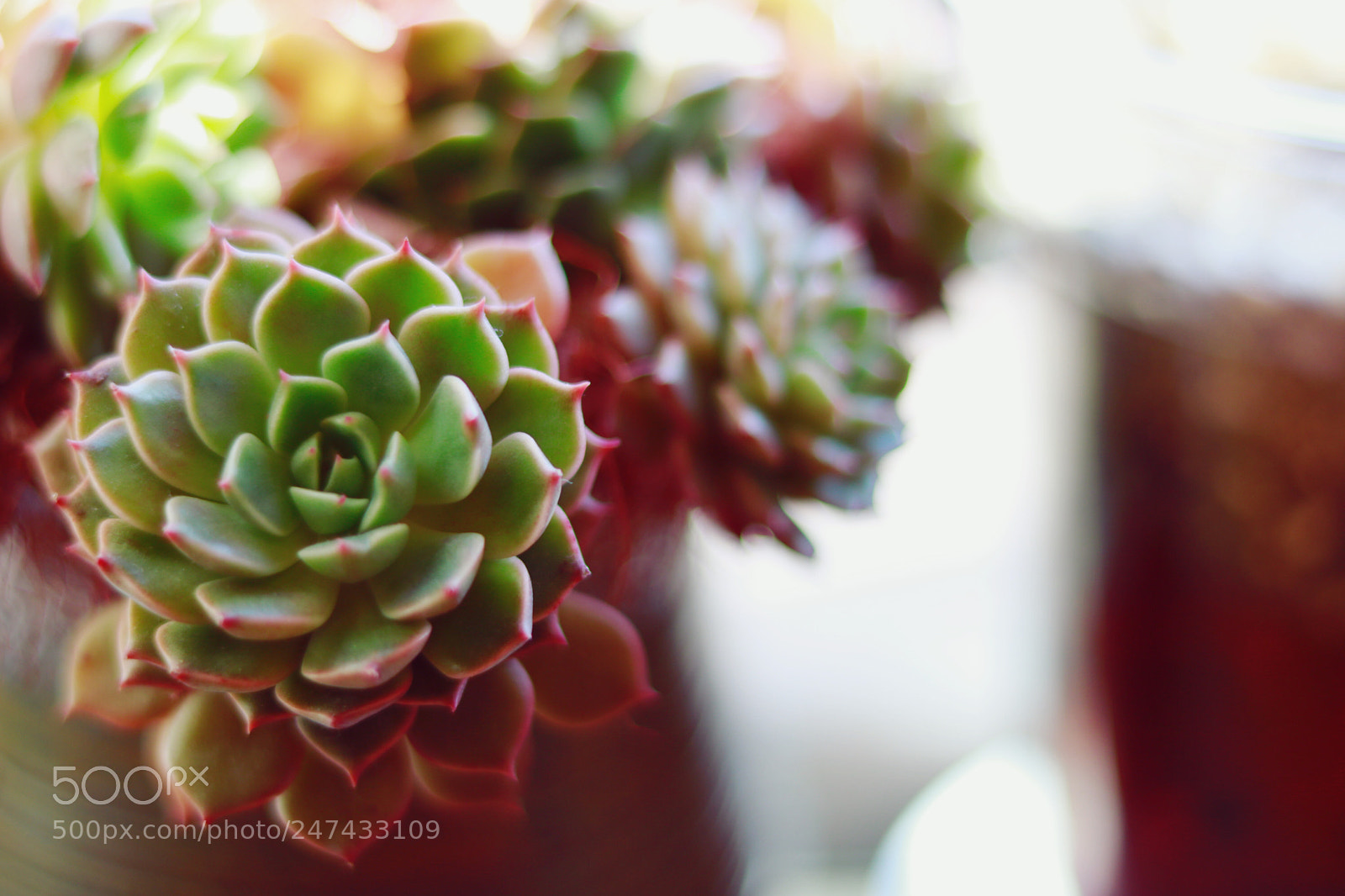 Canon EOS 750D (EOS Rebel T6i / EOS Kiss X8i) sample photo. Um.. photography