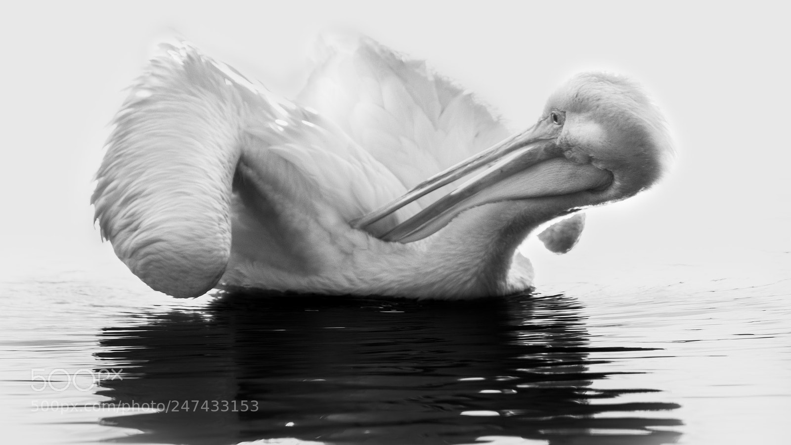 Canon EOS 7D Mark II sample photo. Pelican photography
