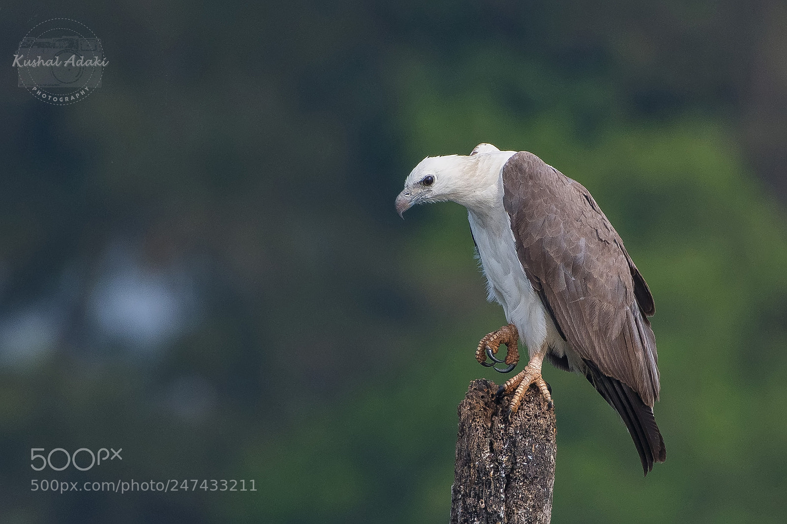 Nikon D500 sample photo. White bellied sea eagle photography