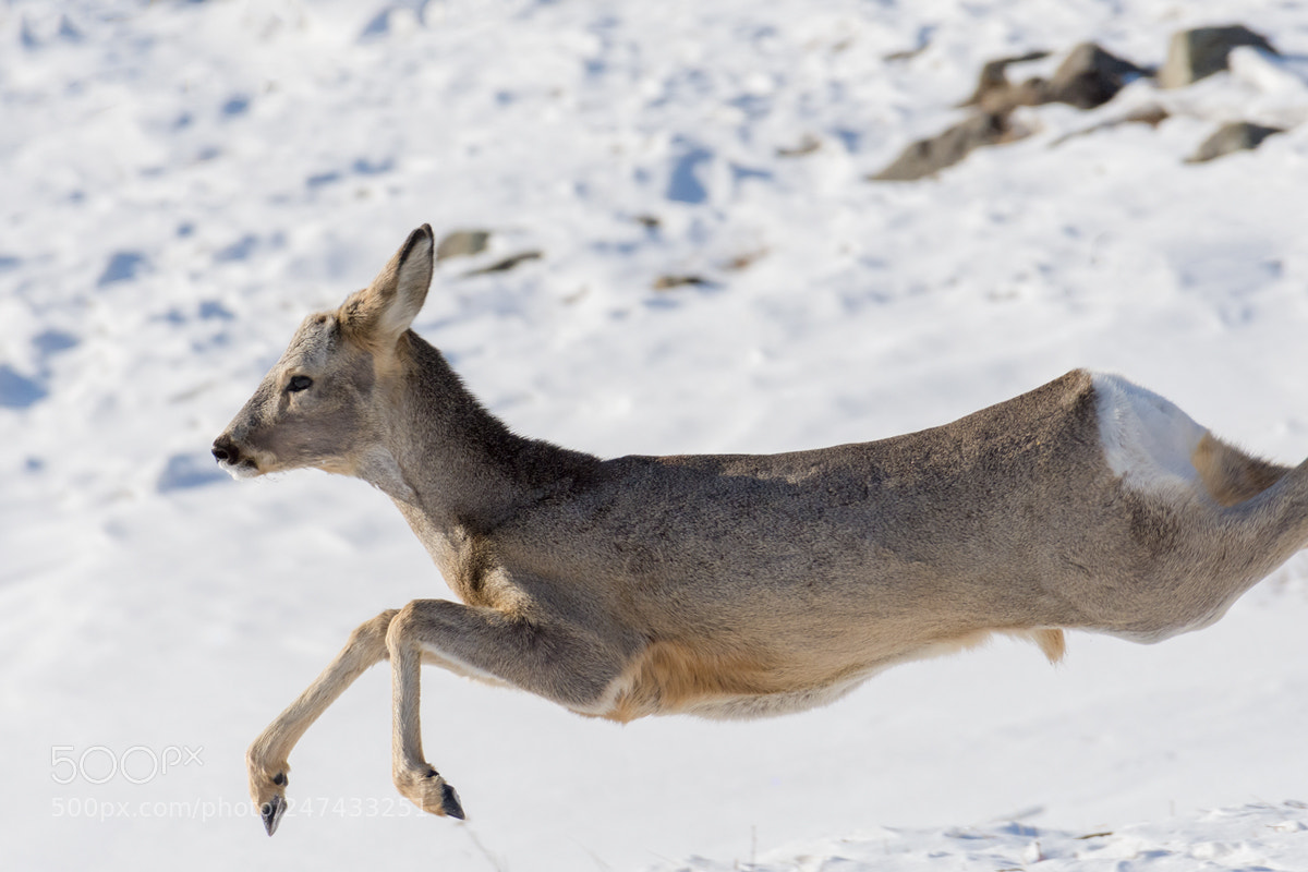 Nikon D7200 sample photo. Deer photography