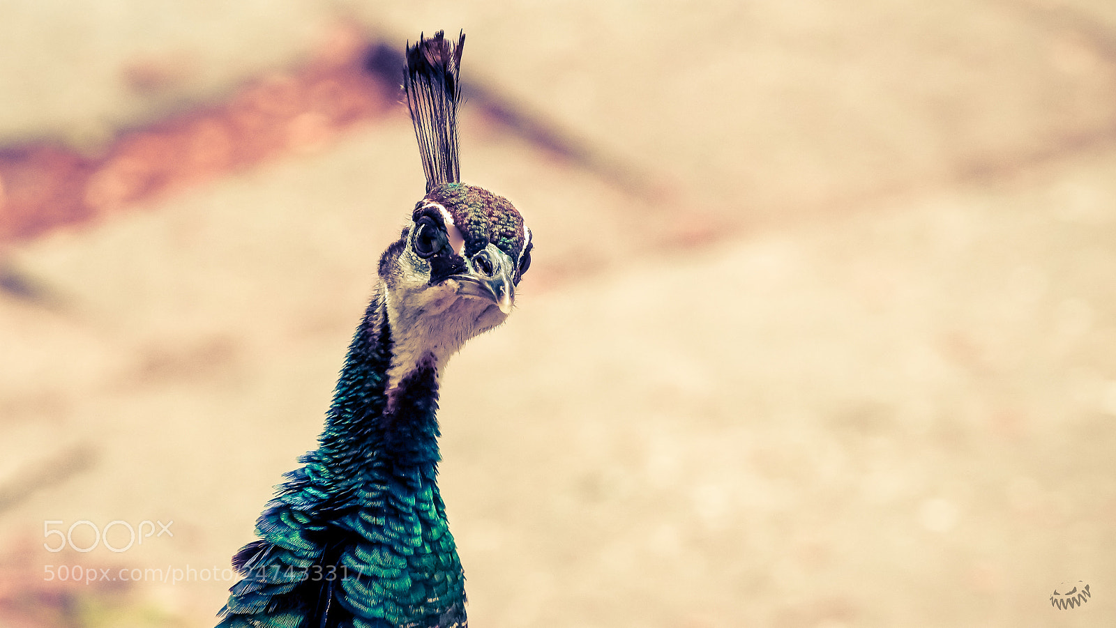 Sony SLT-A77 sample photo. Curious peacock photography