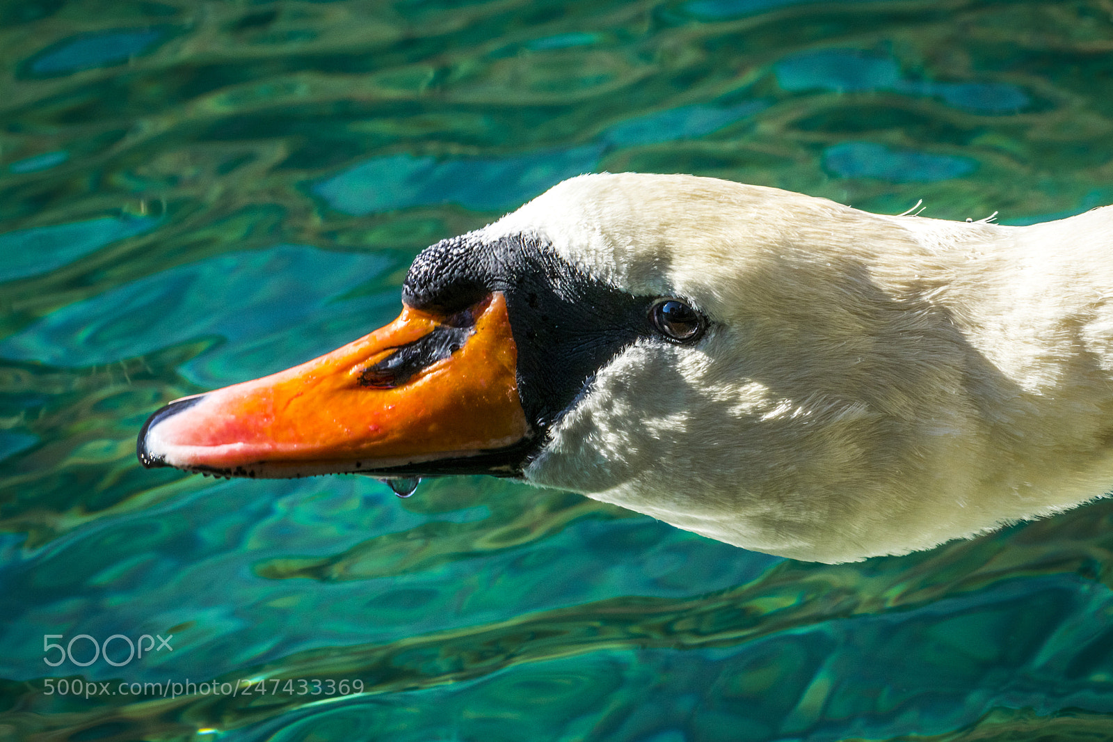 Canon EOS 77D (EOS 9000D / EOS 770D) sample photo. White swan photography