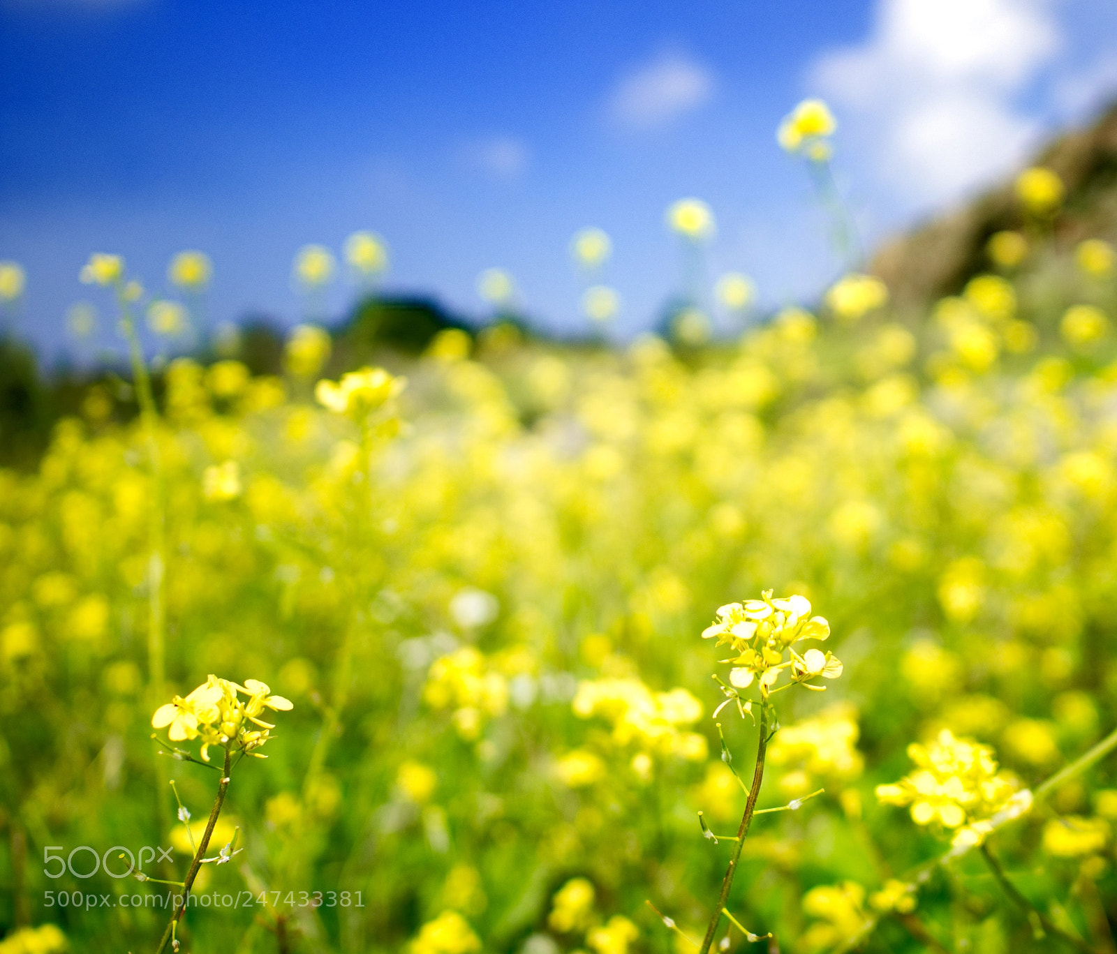 Olympus OM-D E-M10 II sample photo. Prehistoric trail flowers photography