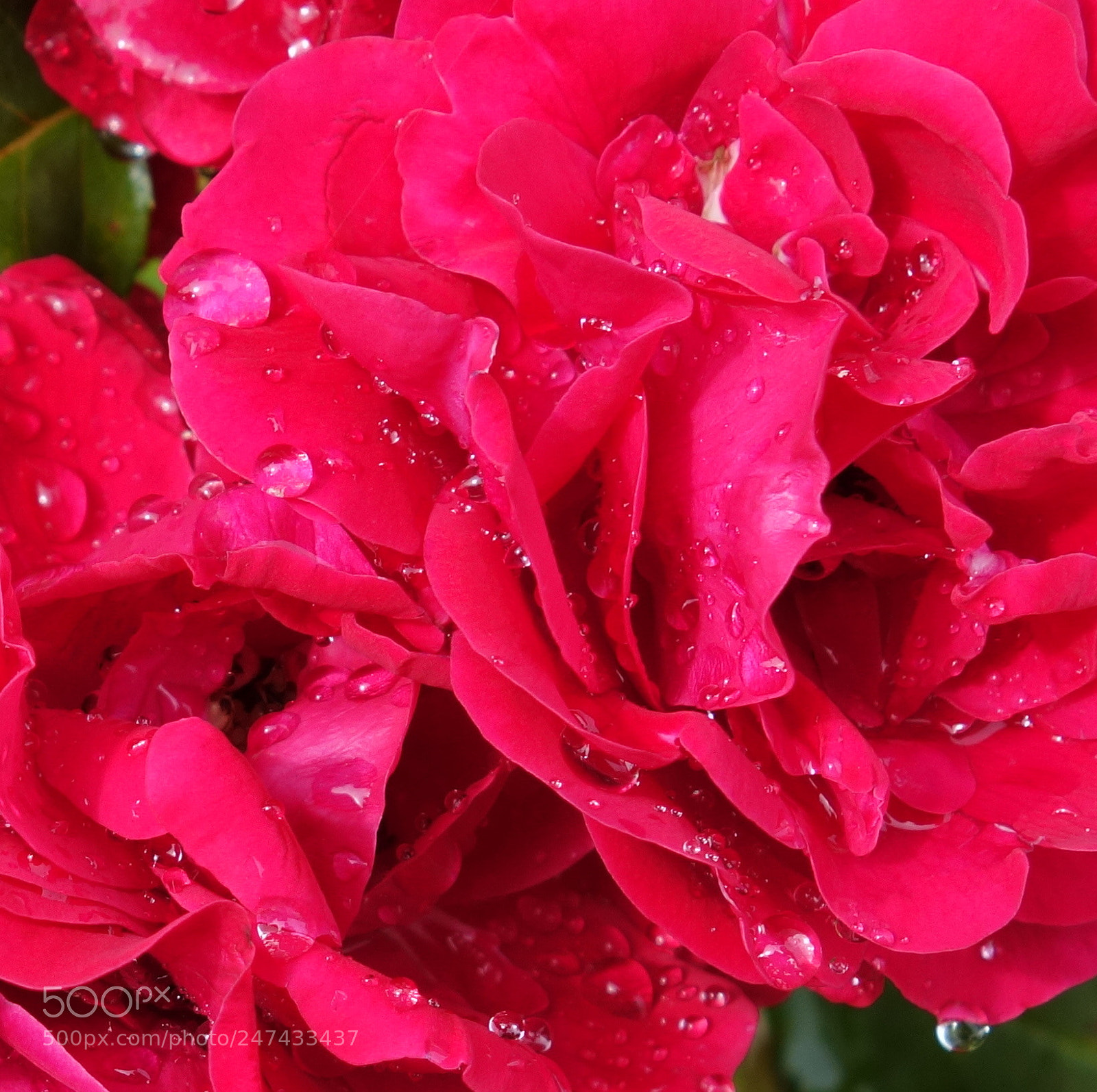 Sony Cyber-shot DSC-RX100 II sample photo. () cvp lot photography