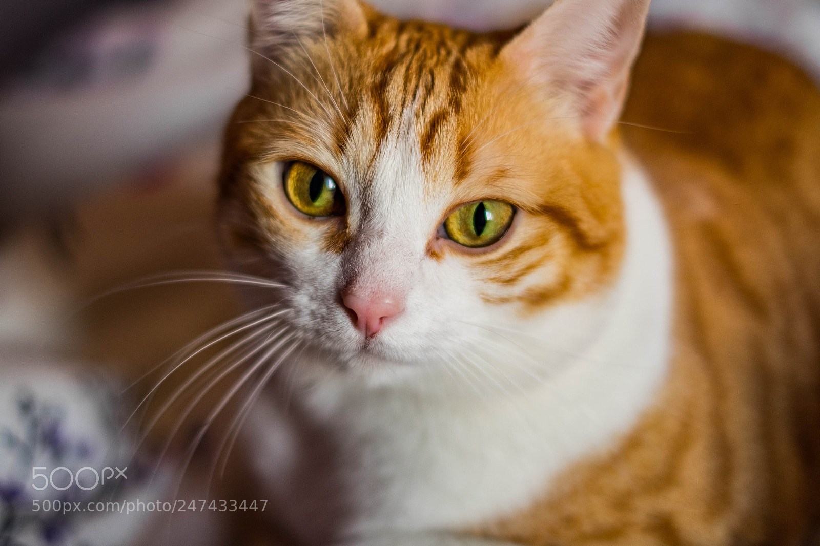 Fujifilm X-T10 sample photo. Lazy cat photography