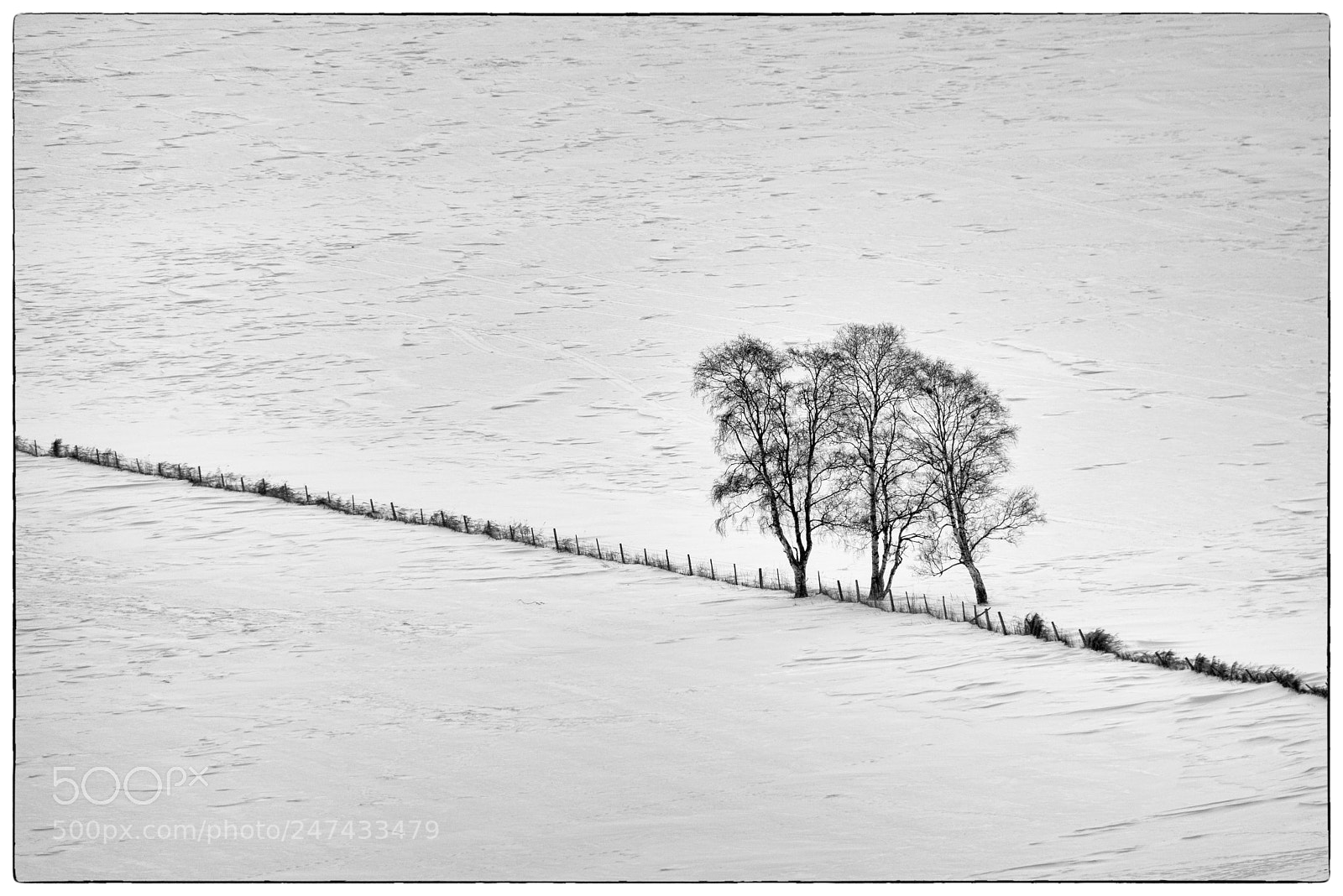 Canon EOS 80D sample photo. Three trees and a photography