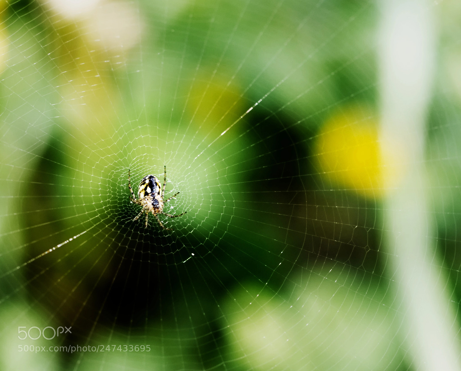 Olympus OM-D E-M10 II sample photo. Prehistoric trail spider photography