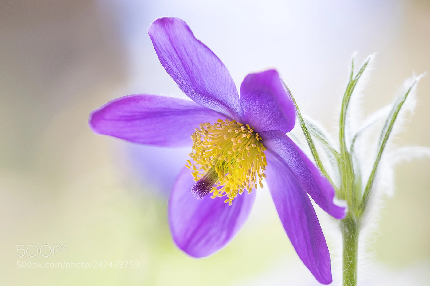 Canon EOS 7D Mark II sample photo. Pulsatilla photography